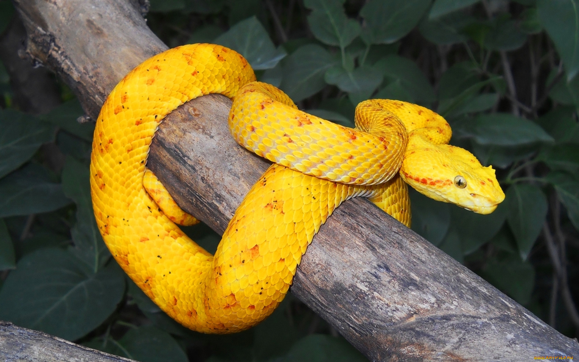 Красно желтая змея